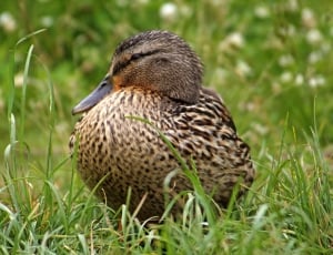 female mallard duck thumbnail