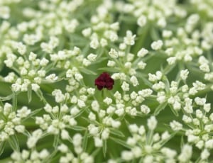 white and green floral plant thumbnail