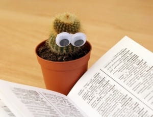 green potted cactus beside opened reference book on top of table thumbnail