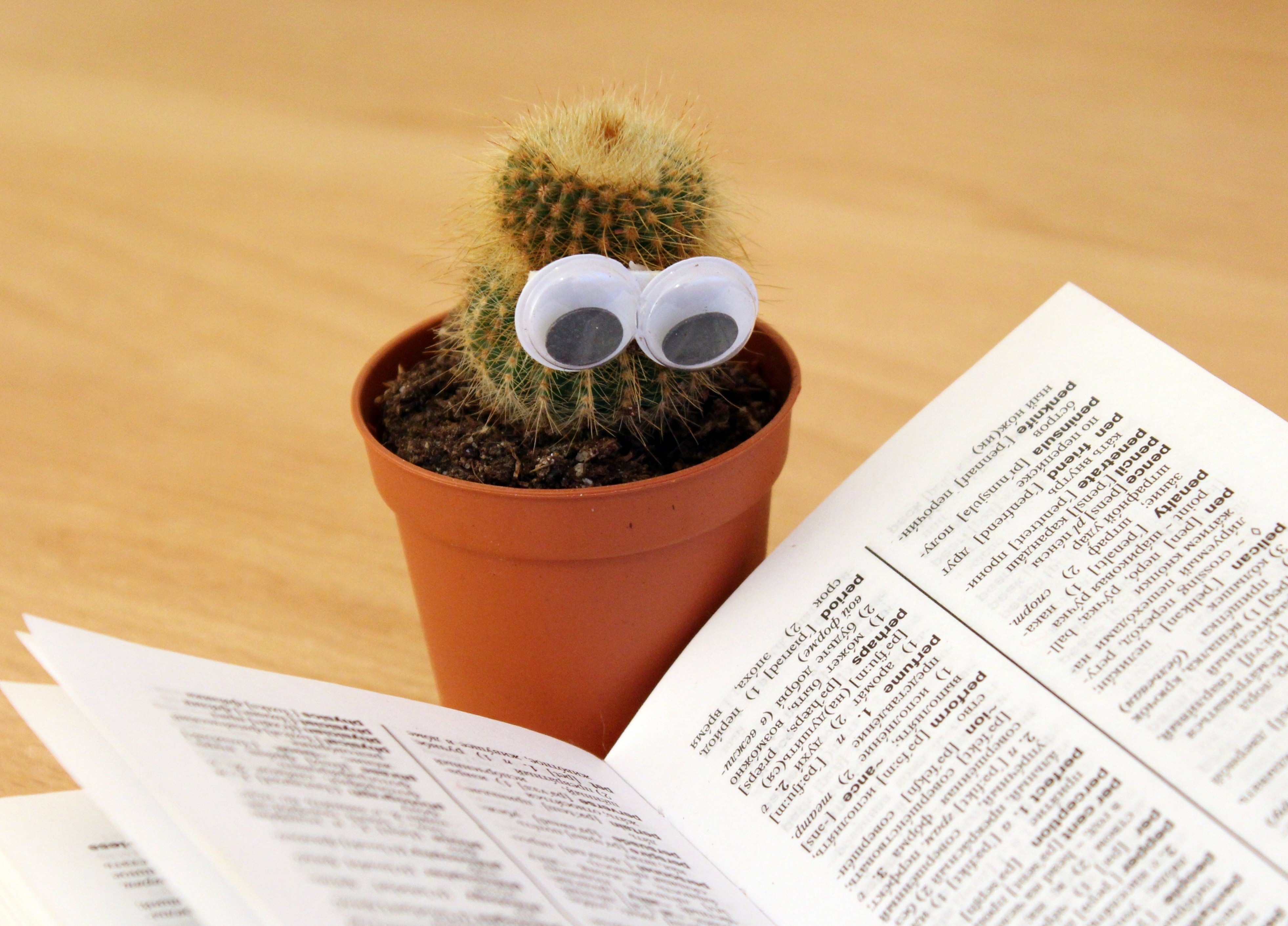 green potted cactus beside opened reference book on top of table