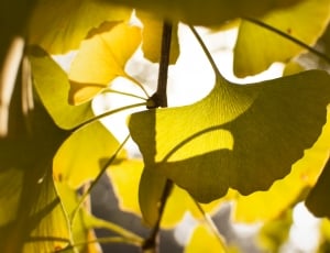 yellow leaf plant thumbnail
