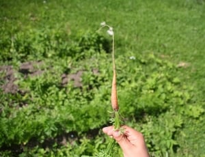 person holding plant root thumbnail