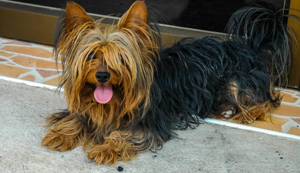 Dog Yorkshire Terrier Lying Dog   Preview 
