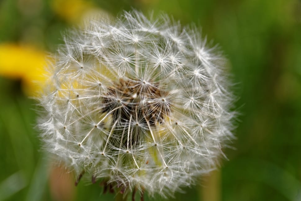 white dandelion preview