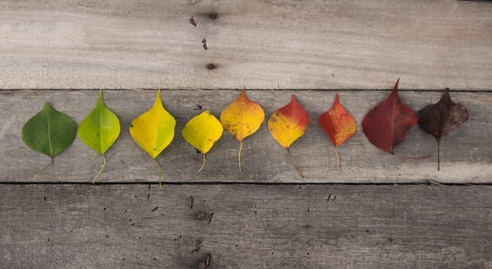 file of leaves preview