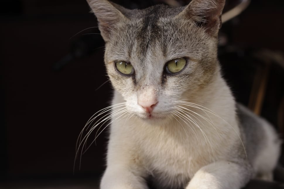 silver tabby cat preview