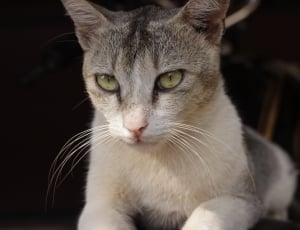 silver tabby cat thumbnail