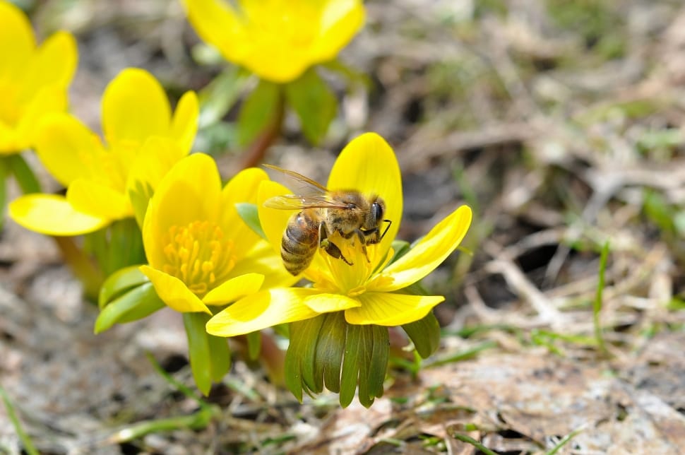 yellow and brown stripe bee on yellow petaled flower during daytime preview
