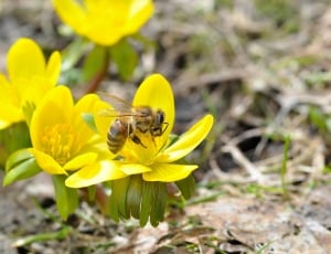 yellow and brown stripe bee on yellow petaled flower during daytime thumbnail
