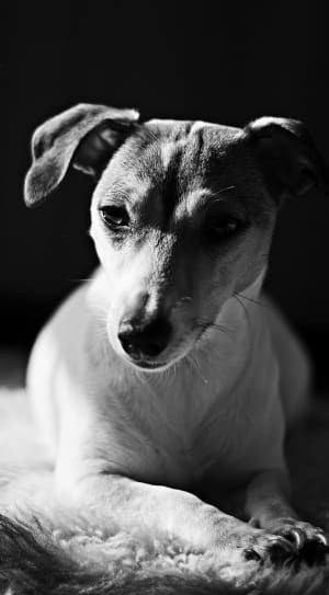 grayscale photo of dog leaning on rug thumbnail