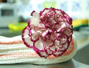 Flowers, White, Flower, Carnation, pink color, no people thumbnail