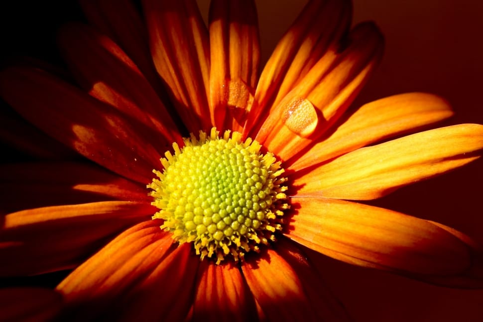 close-up photo of orange flower in bloom preview
