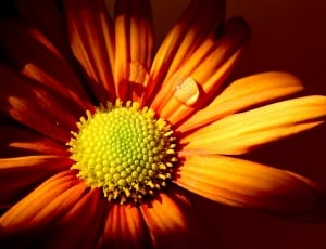 close-up photo of orange flower in bloom thumbnail