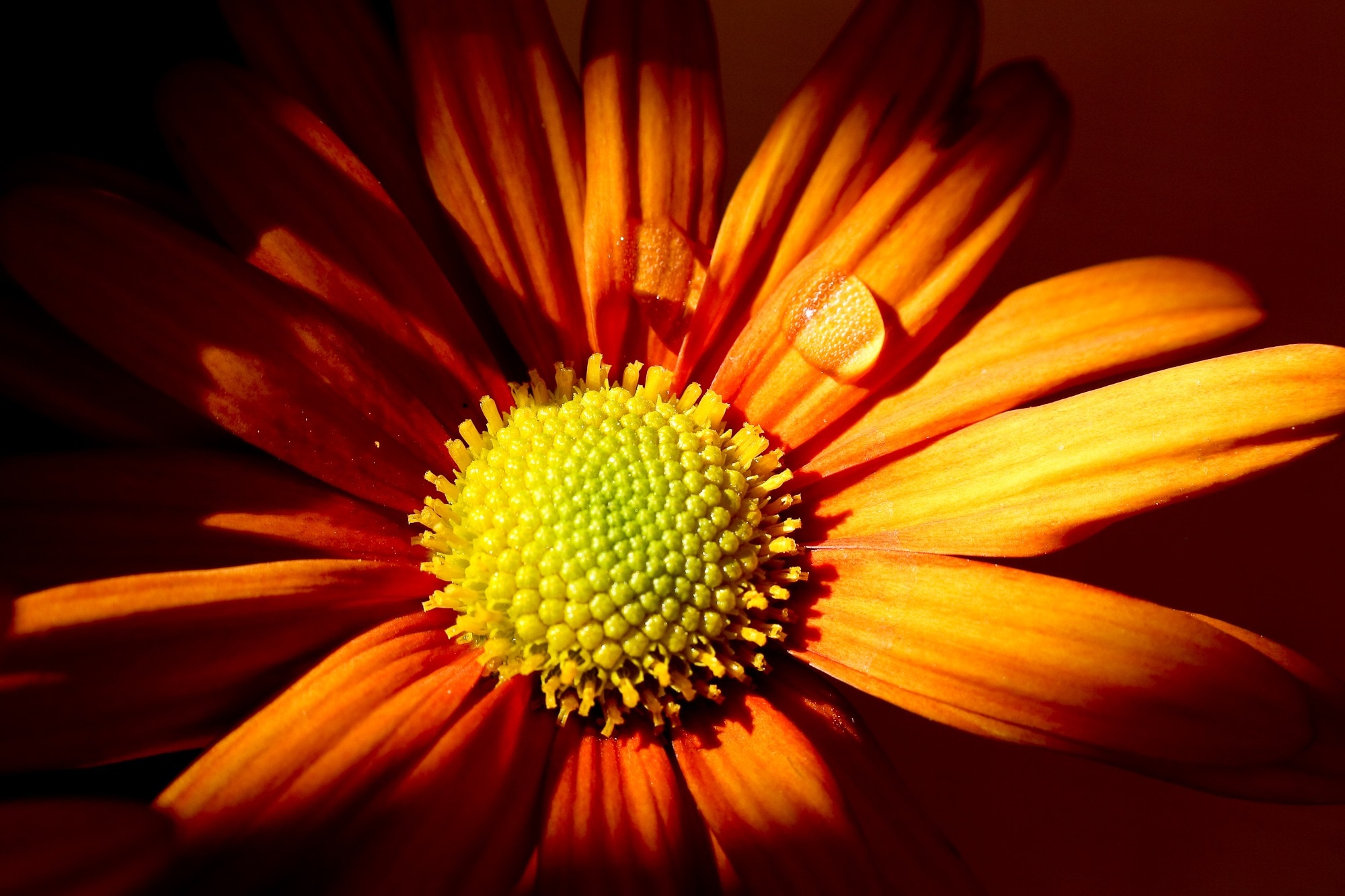 close-up photo of orange flower in bloom