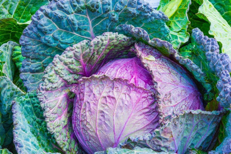 purple and green vegetables preview