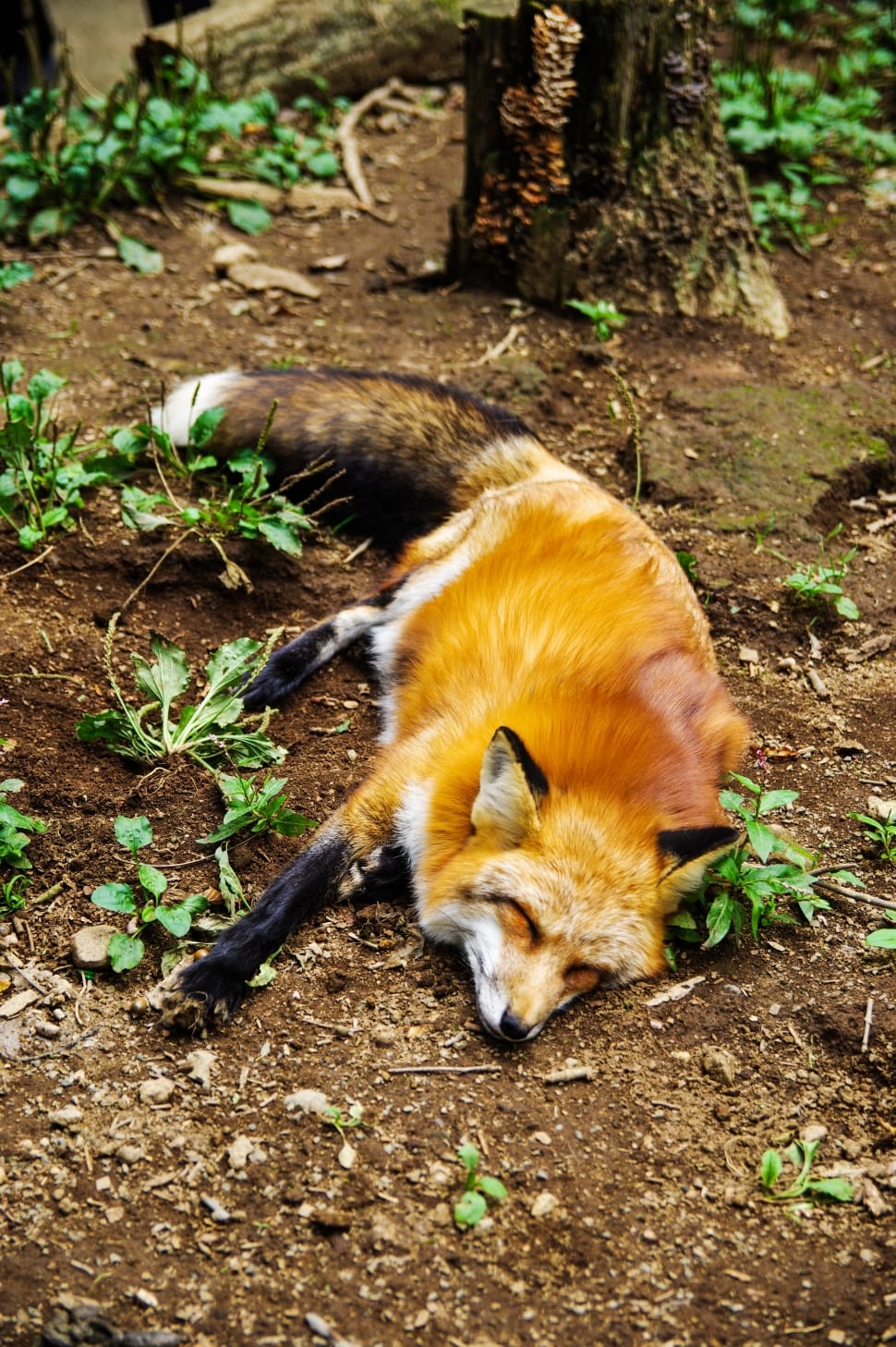 Sleep, Sleeping, Cute, Animal, Fox, one animal, animal themes preview