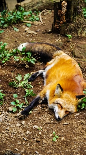 Sleep, Sleeping, Cute, Animal, Fox, one animal, animal themes thumbnail