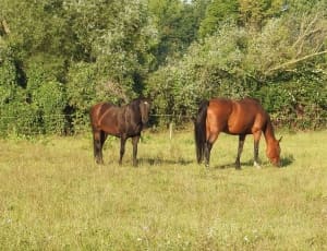 Horses, Pasture, Trees, Coupling, Graze, grass, horse thumbnail