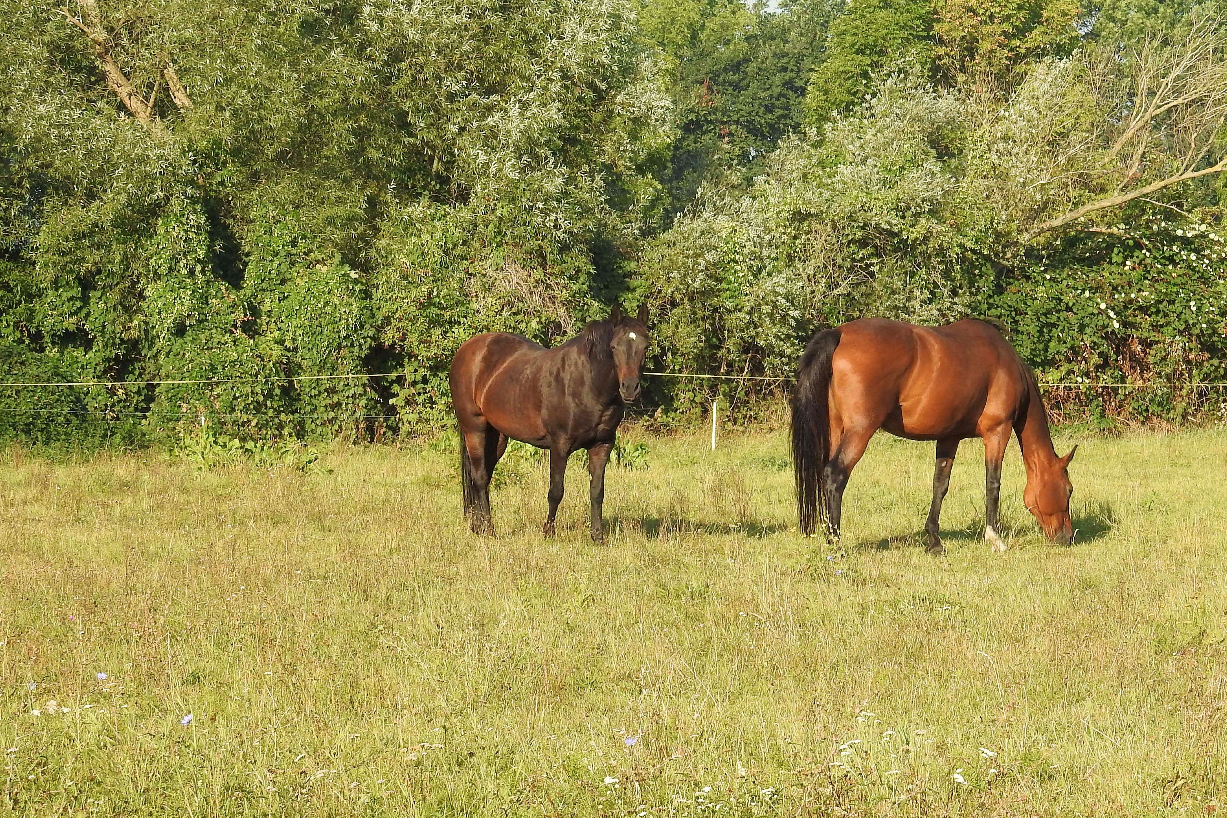 Horses, Pasture, Trees, Coupling, Graze, grass, horse