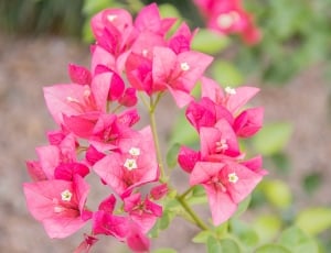 pink bougainvillea flower thumbnail