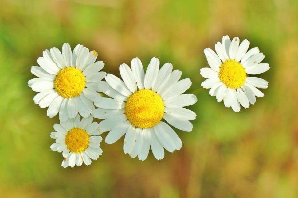 yellow and white daisy preview