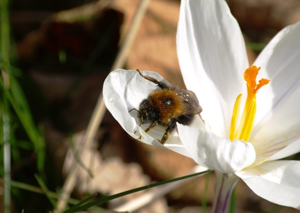 carpenter bee on white petaled flower preview