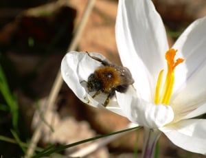 carpenter bee on white petaled flower thumbnail