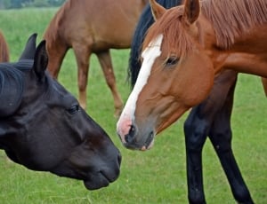 black and brown horse thumbnail