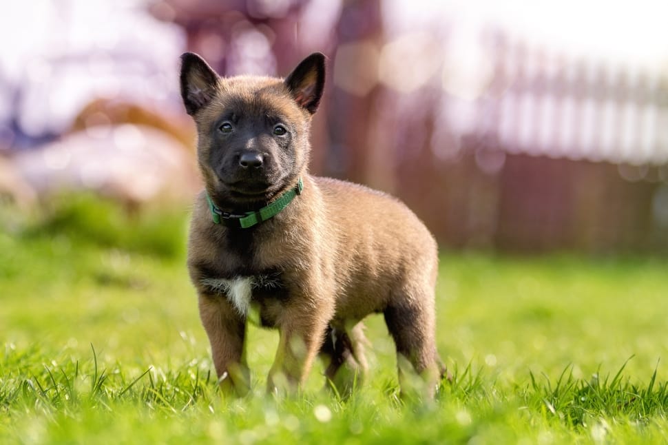 tan and white american akita puppy preview