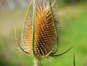 beige spiky flower thumbnail