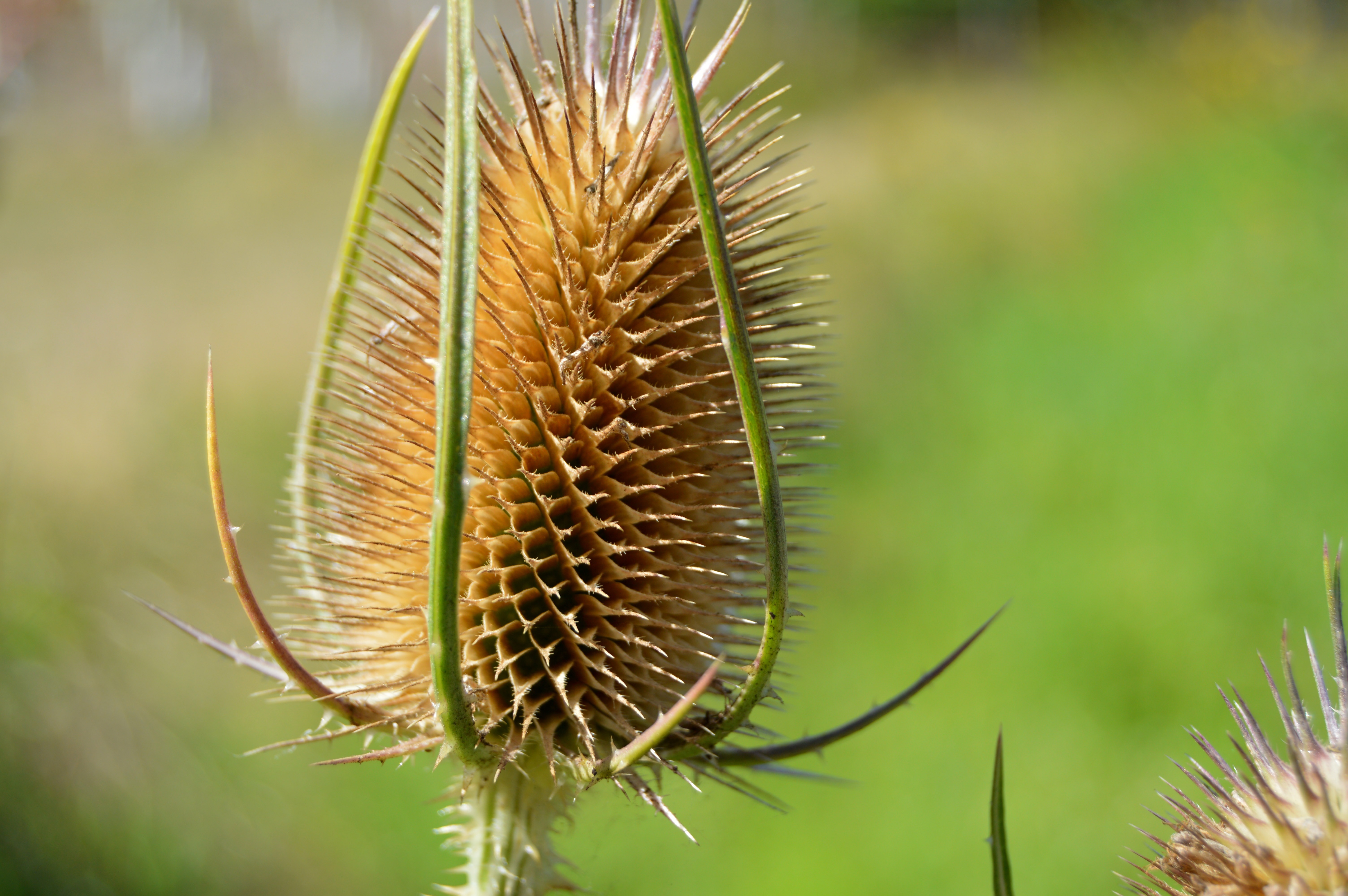 beige spiky flower