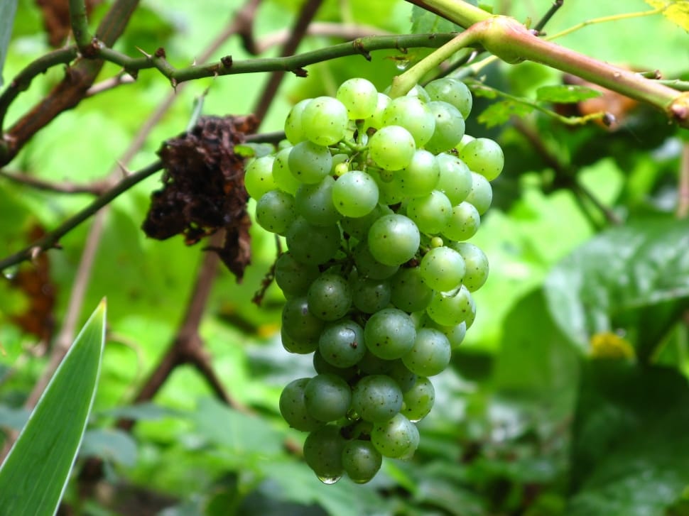 green grapes in a green tree branches preview