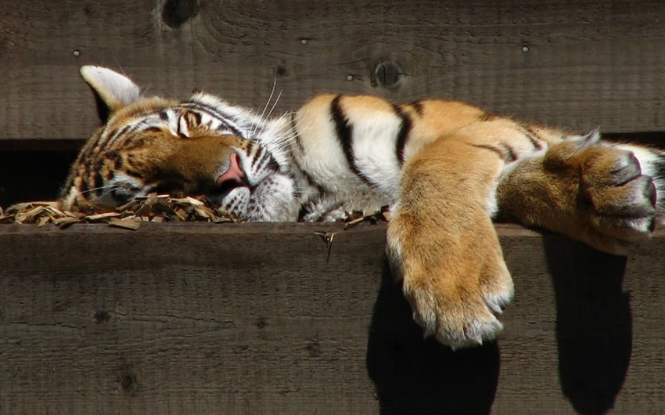 Zoo, Big Cat, Sleeping, Tiger, Predator, animal themes, one animal preview