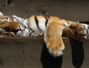 Zoo, Big Cat, Sleeping, Tiger, Predator, animal themes, one animal thumbnail