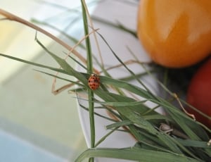 ladybug beetle thumbnail