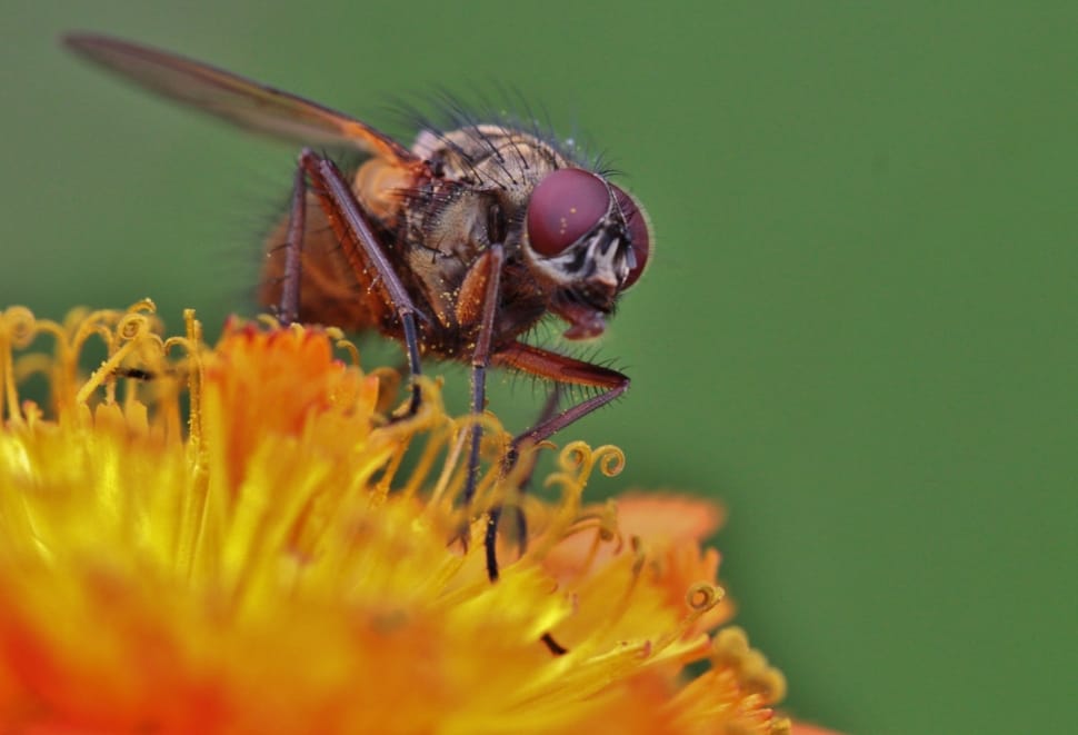 brown fly perched on yellow flower preview