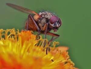 brown fly perched on yellow flower thumbnail