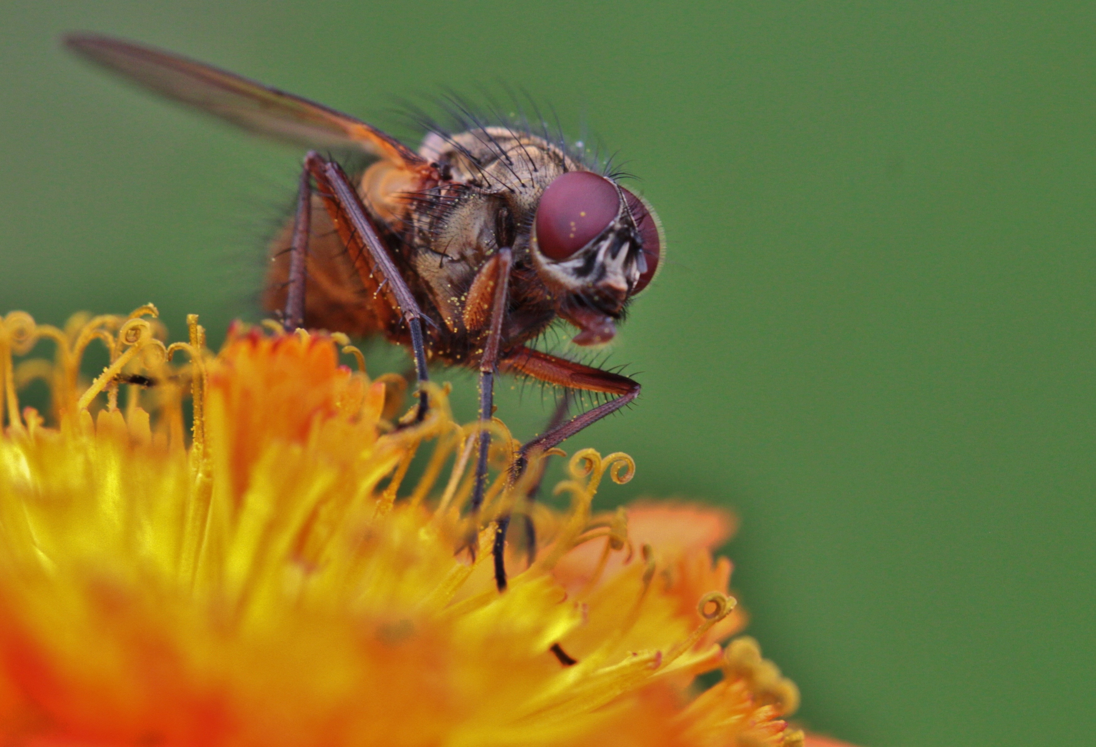 brown fly perched on yellow flower
