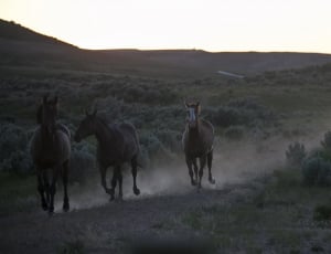 three stallion horses running during daytime thumbnail