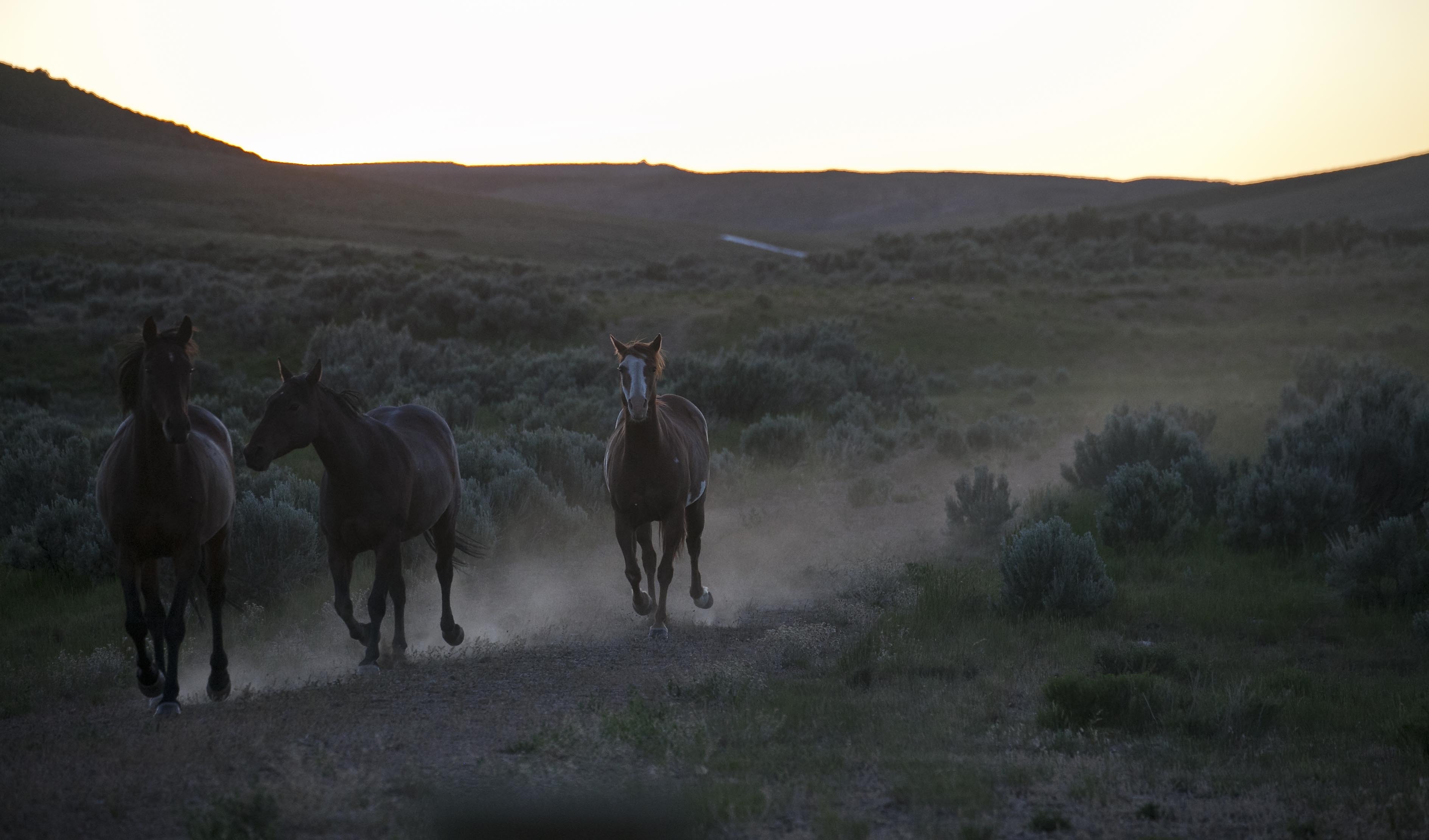 three stallion horses running during daytime