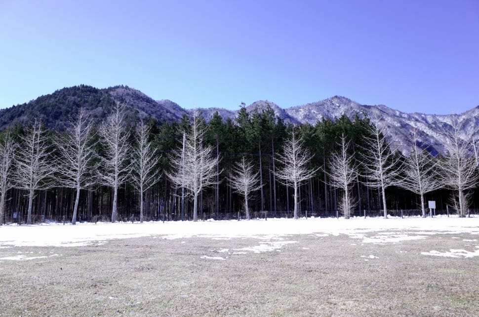 leafless trees and green leaf trees preview
