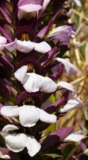 purple and white clustered petal flower thumbnail