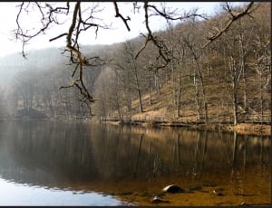 Mirror photography of few leafed trees during near lake during daytime thumbnail