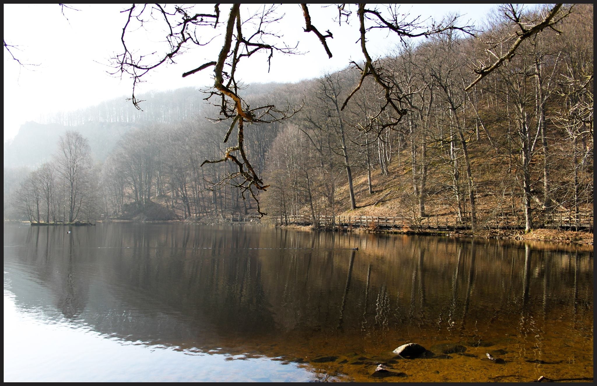 Mirror photography of few leafed trees during near lake during daytime