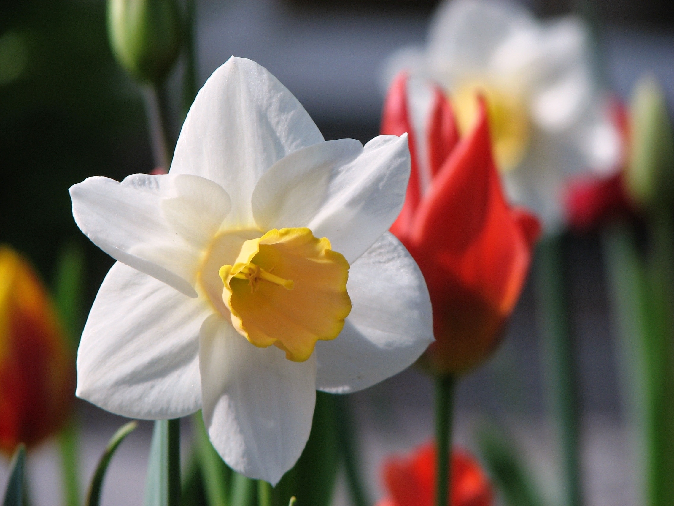 Flower, Narcissus, Spring, White, flower, petal