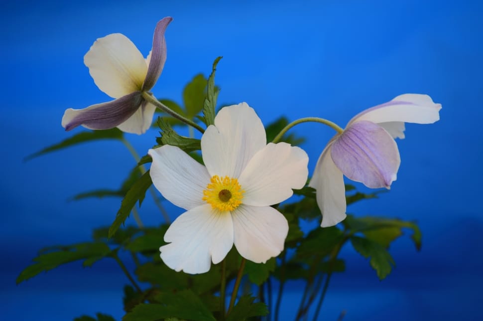 Flower, White, Floral, Petal, Anemone, flower, fragility preview