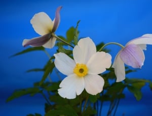 Flower, White, Floral, Petal, Anemone, flower, fragility thumbnail