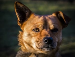 closeup photography of tan and black medium coat dog at daytime thumbnail