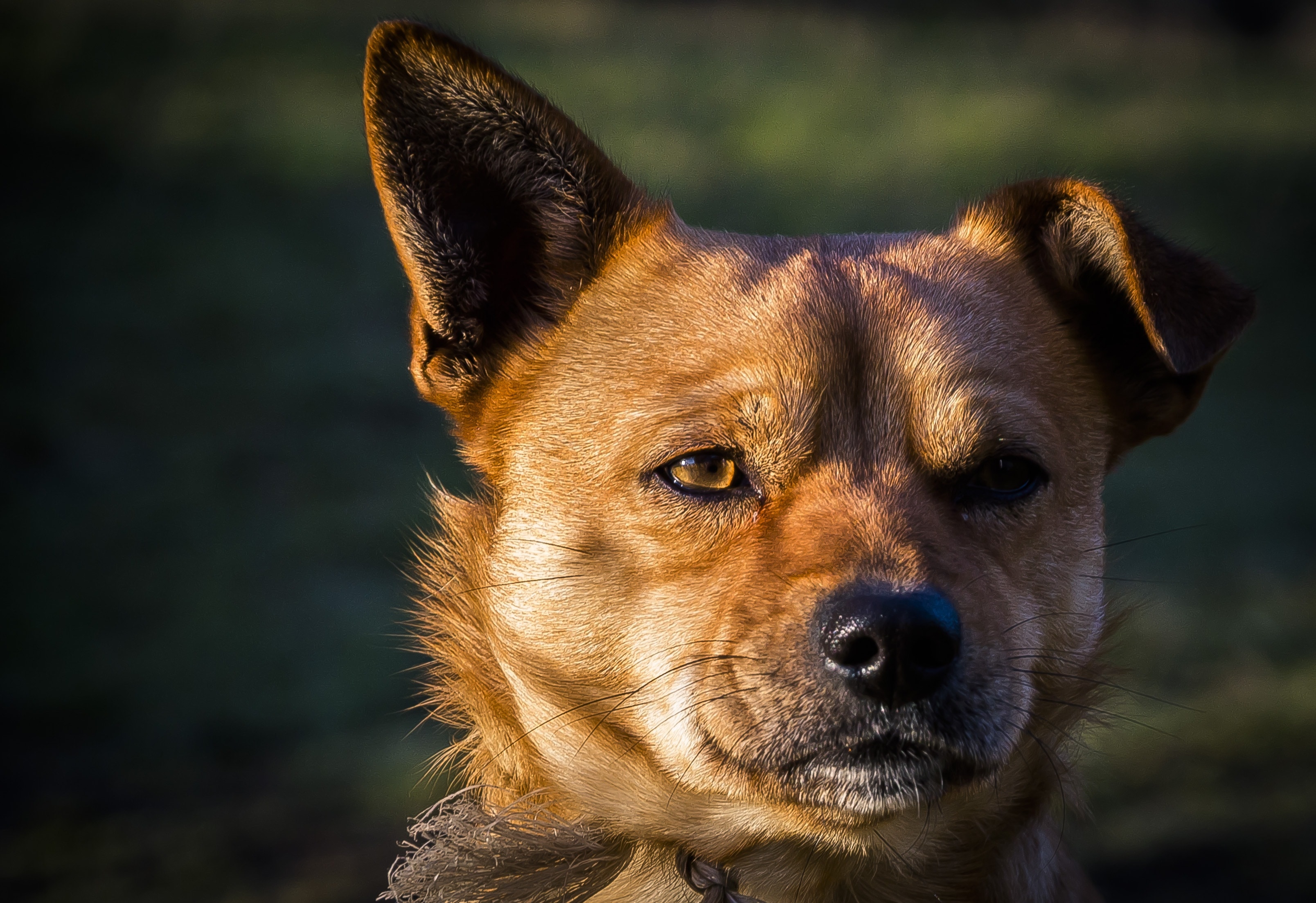 closeup photography of tan and black medium coat dog at daytime