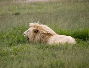 male lion thumbnail